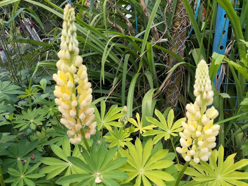 IMG20240528084710 - Lupinul