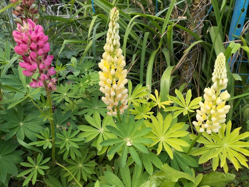 IMG20240528084704 - Lupinul