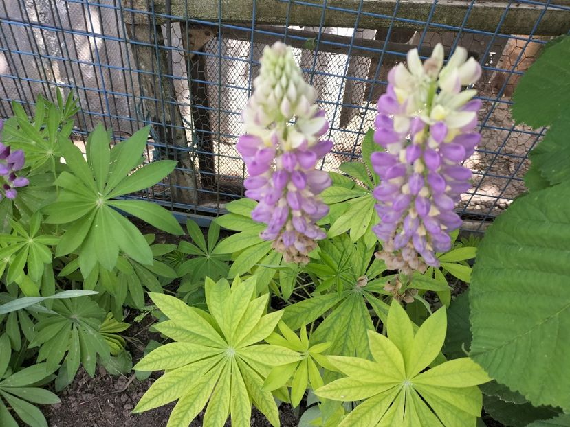 IMG20240520154857 - Lupinul