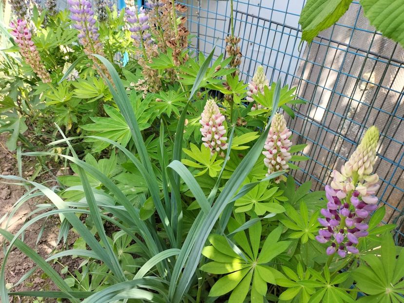 IMG20240520154854 - Lupinul