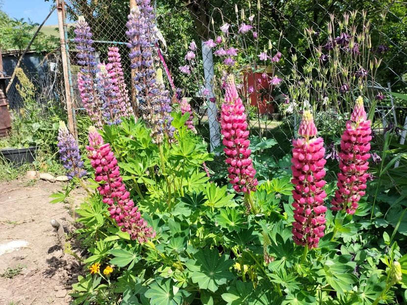 IMG20240520154805 - Lupinul