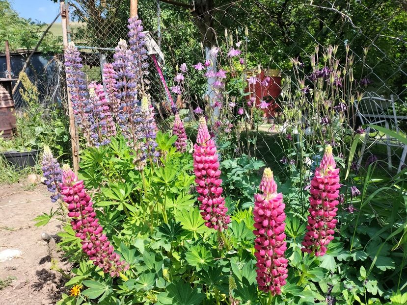 IMG20240520154759 - Lupinul