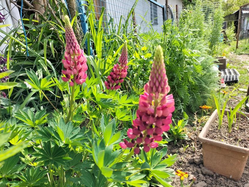 IMG20240516163326 - Lupinul