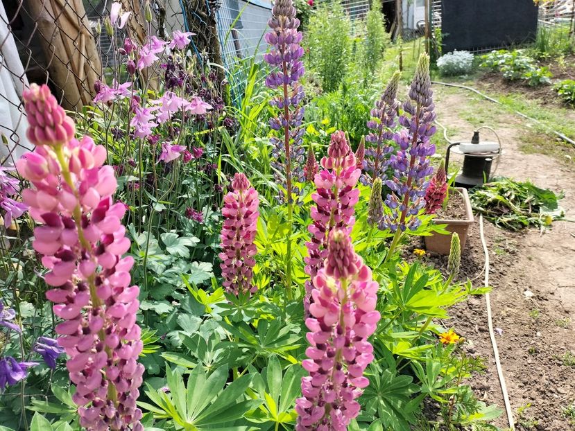 IMG20240516163317 - Lupinul