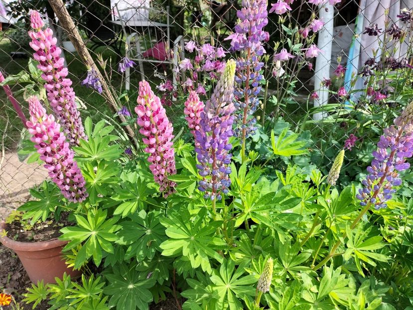 IMG20240516163259 - Lupinul