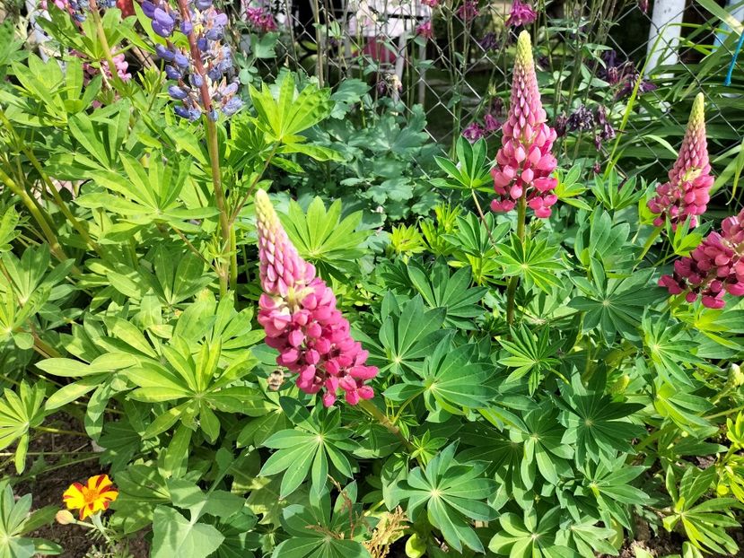 IMG20240516163252 - Lupinul