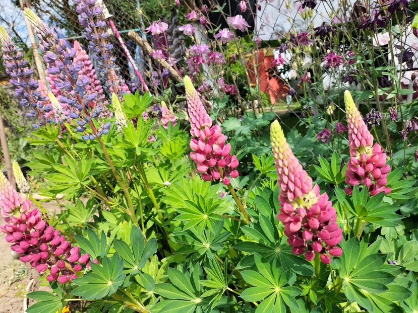 IMG20240516163244 - Lupinul