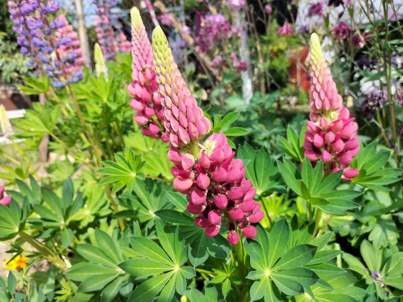 IMG20240516163236 - Lupinul