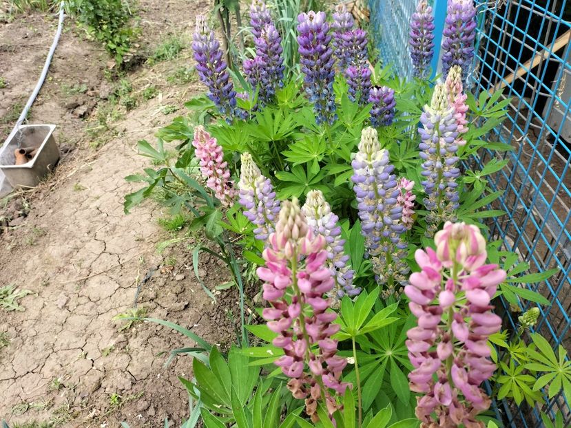 IMG20240516162307 - Lupinul