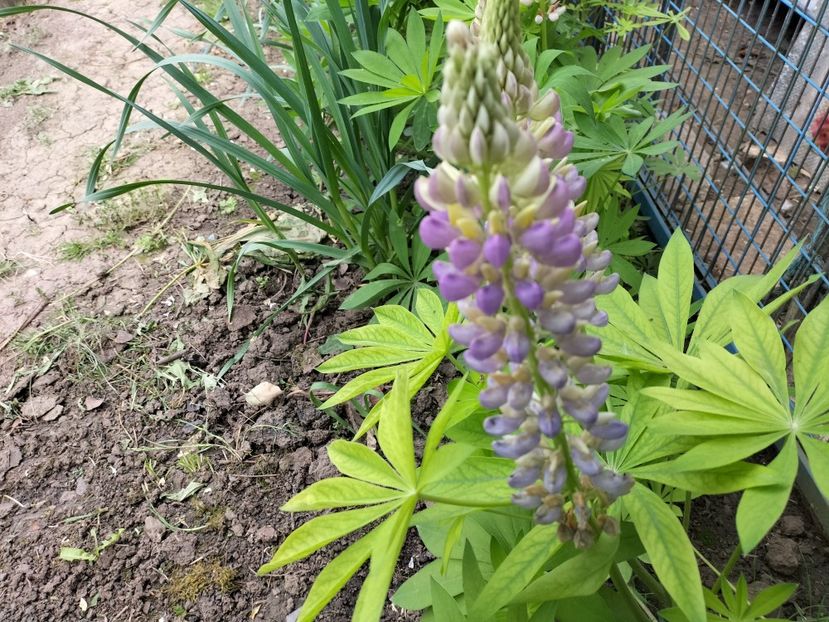 IMG20240516162252 - Lupinul