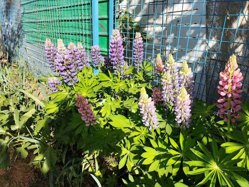 IMG20240514175740 - Lupinul
