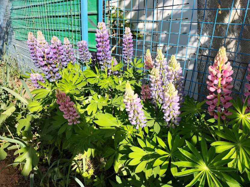 IMG20240514175738 - Lupinul