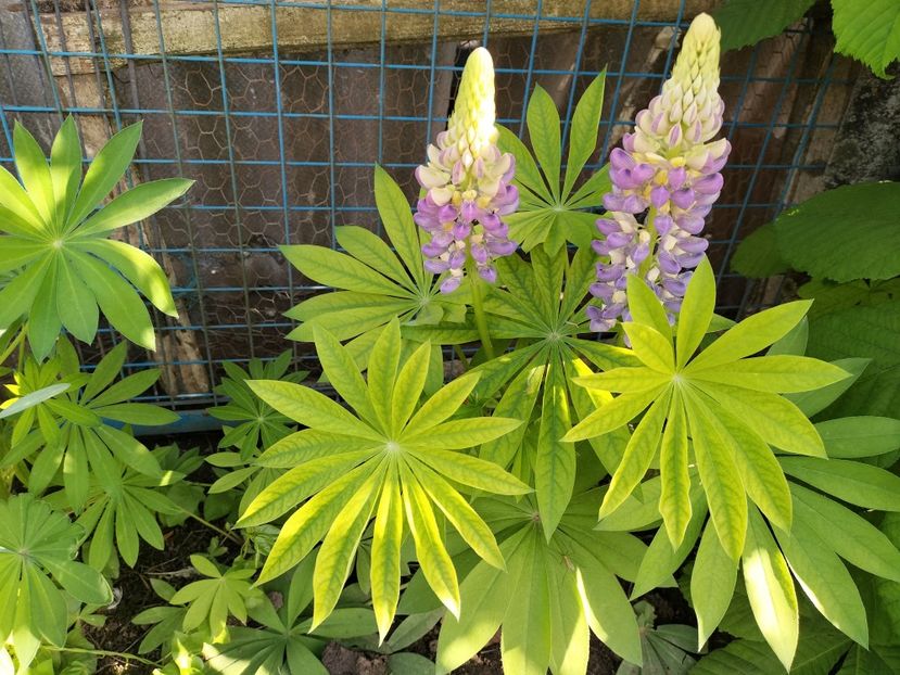 IMG20240514175734 - Lupinul