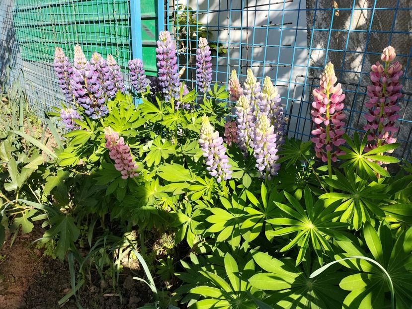 IMG20240514175729 - Lupinul