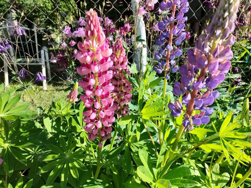 IMG20240514175652 - Lupinul