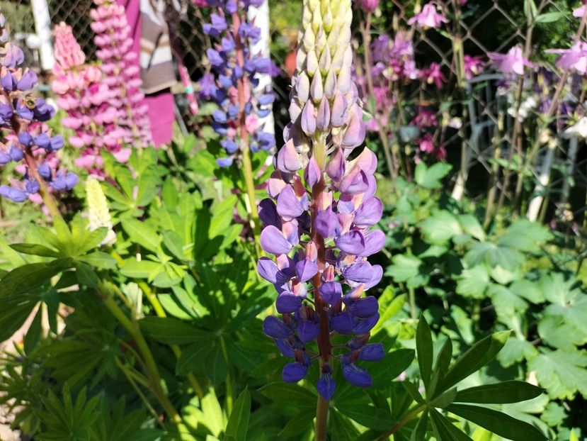 IMG20240514175645 - Lupinul