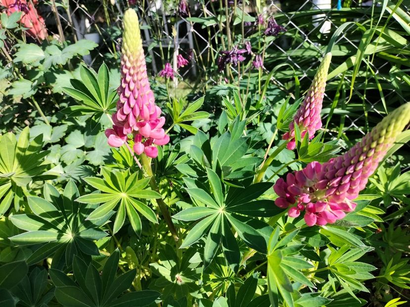 IMG20240514175629 - Lupinul