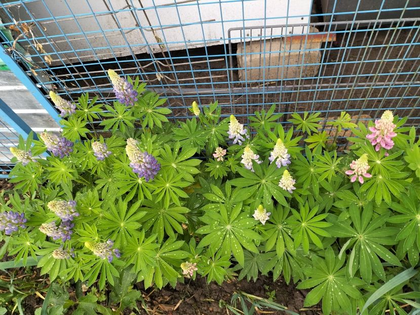 IMG20240508165254 - Lupinul