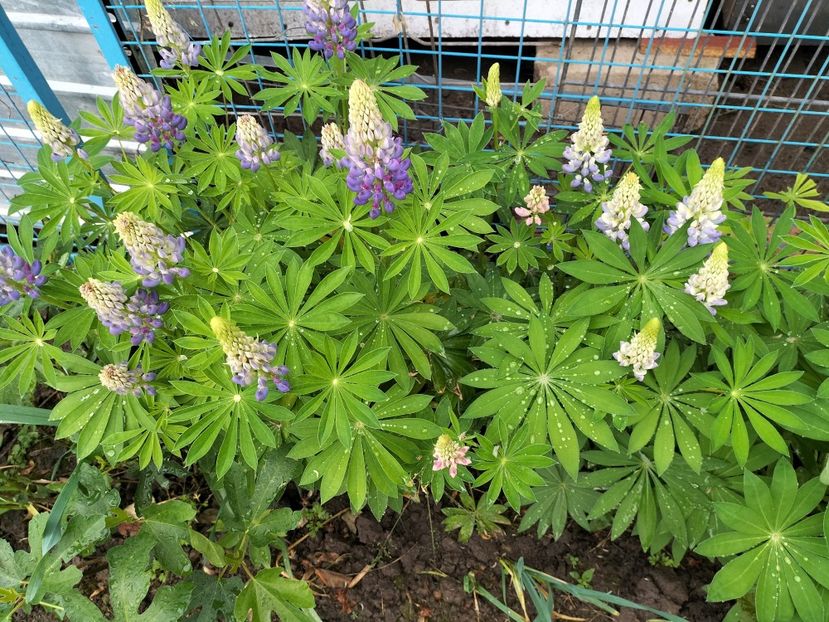 IMG20240508165243 - Lupinul