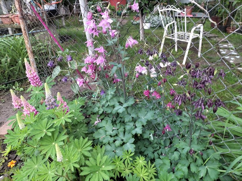 IMG20240508165153 - Lupinul