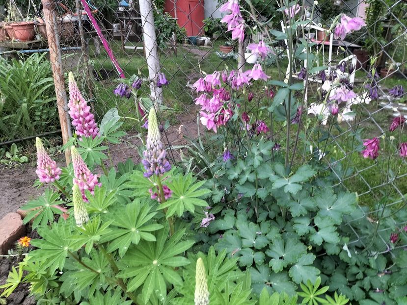 IMG20240508165139 - Lupinul