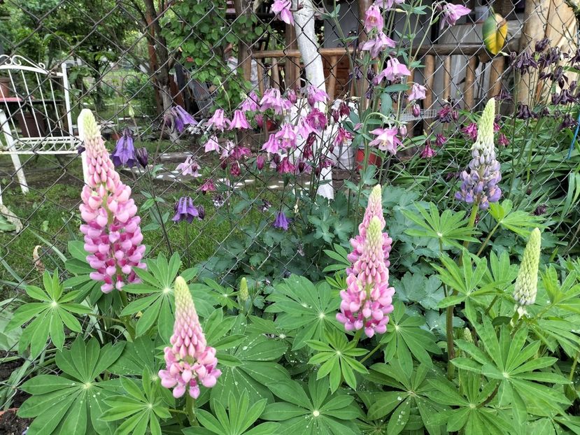 IMG20240508165130 - Lupinul