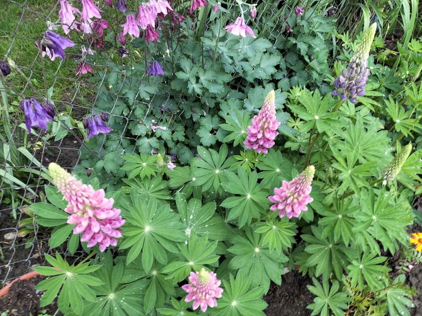 IMG20240508165106 - Lupinul