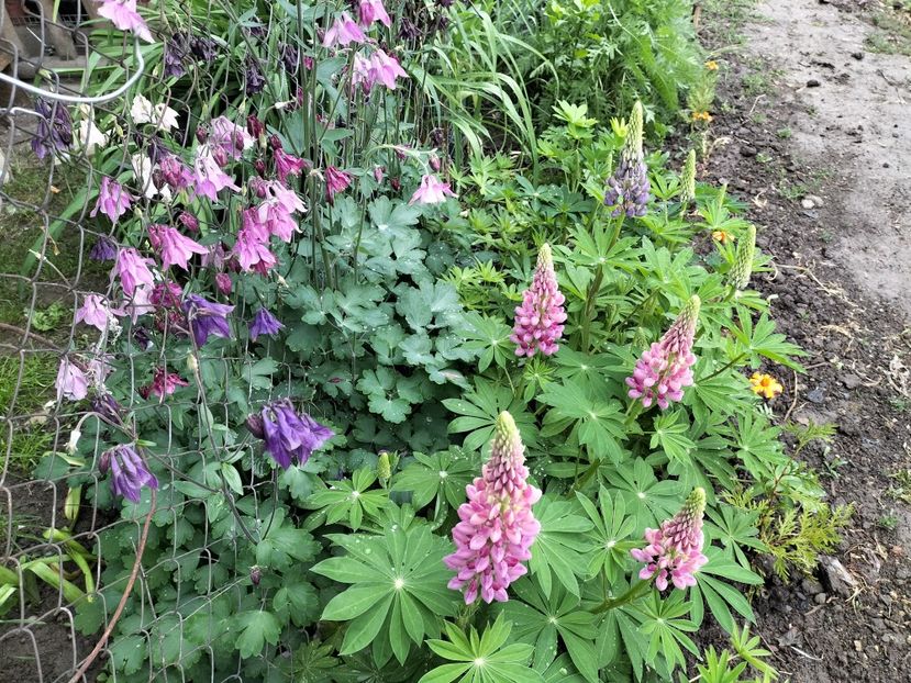 IMG20240508165045 - Lupinul