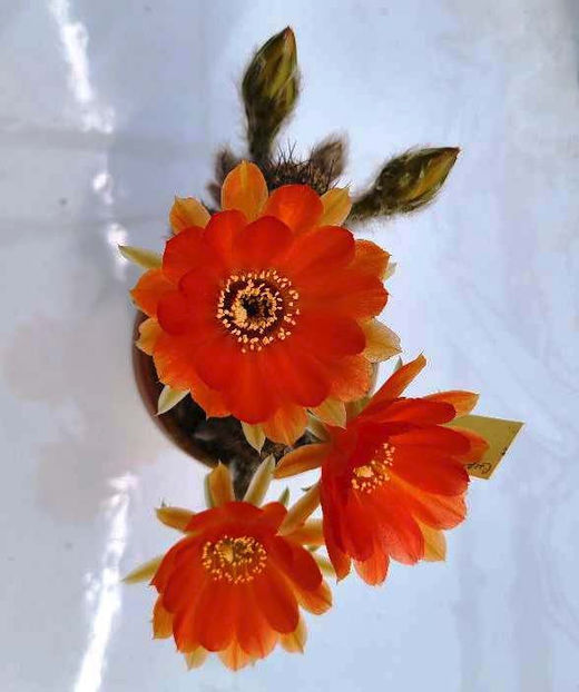 Chamaecereus hb Giulio - Chamaecereus hb Giulio