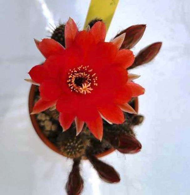 Chamaecereus hb Danisa - Chamaecereus hb Danisa