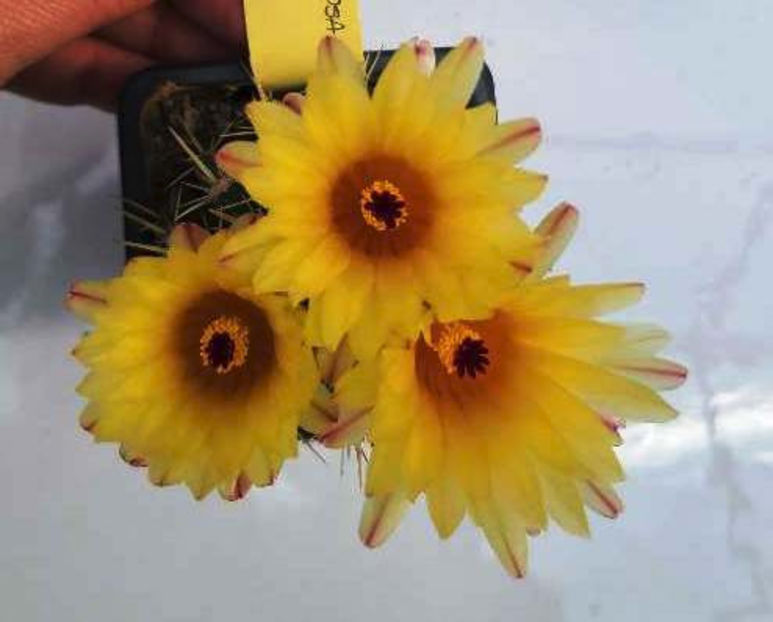 Notocactus mammulosus - Notocactus mammulosus