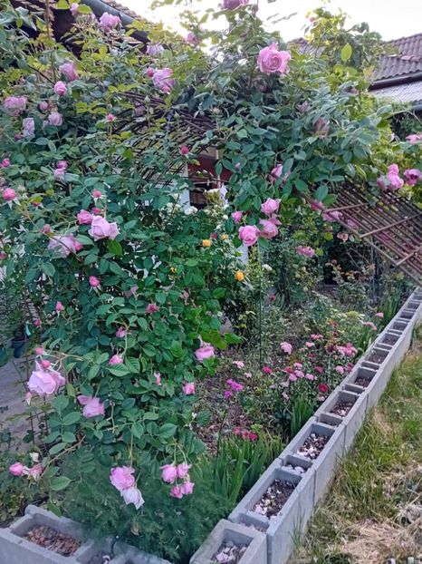 flori 3 - Trandafiri in gradina mea