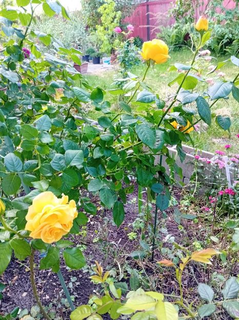 flori 2 - Trandafiri in gradina mea
