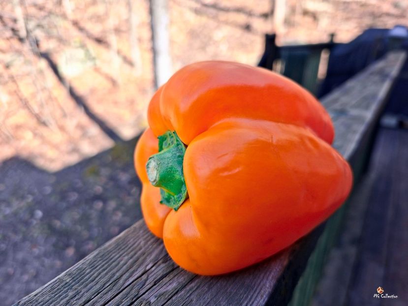 Collored Pepper - J - VEGS - FRUITS- Legume Fructe
