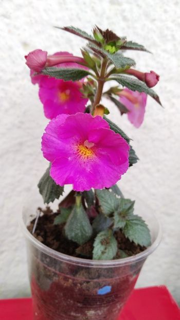  - 2024-BriD s Pink Lily