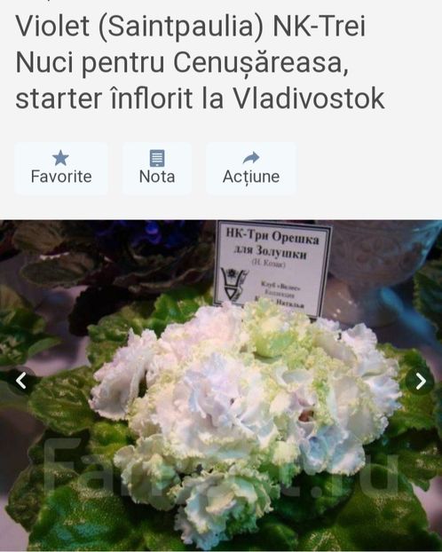Poza net - NK-Tri Oreshka Dlya Zolushki 1