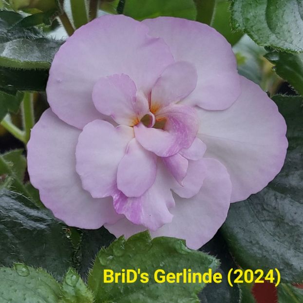 Img.2024.05.27 - Achi din semințe BriDs 2024