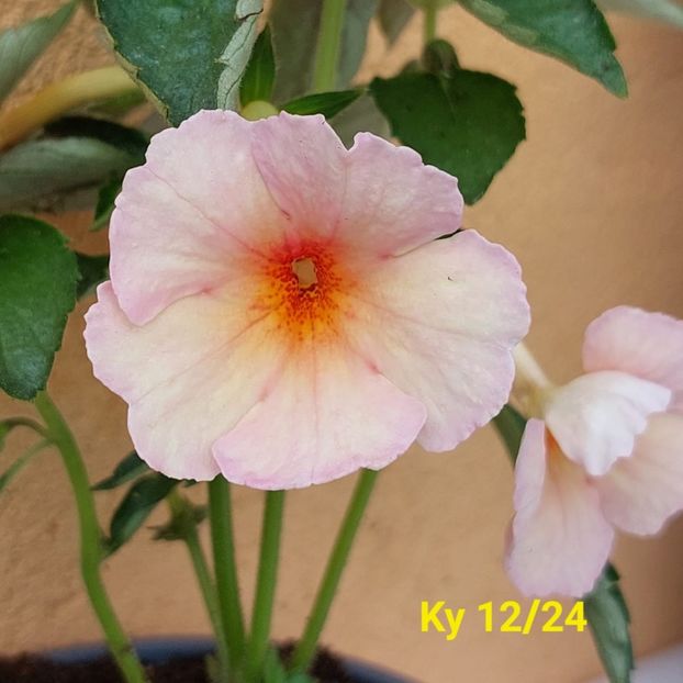 Img.2024.05.27 - Achi din semințe BriDs 2024