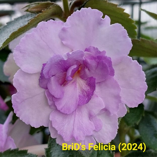 Img.2024.05.28 - Achi din semințe BriDs 2024