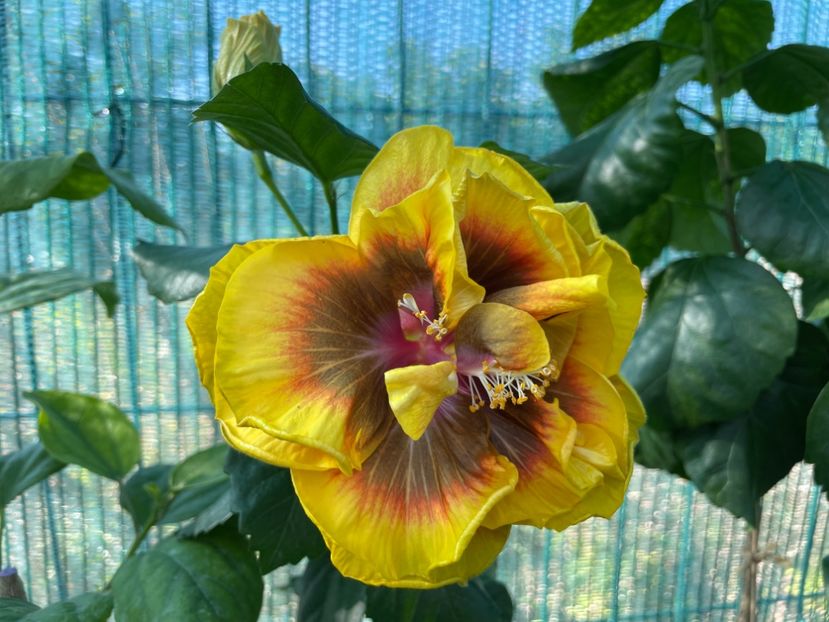  - Chi s garden Forest Rhapsody