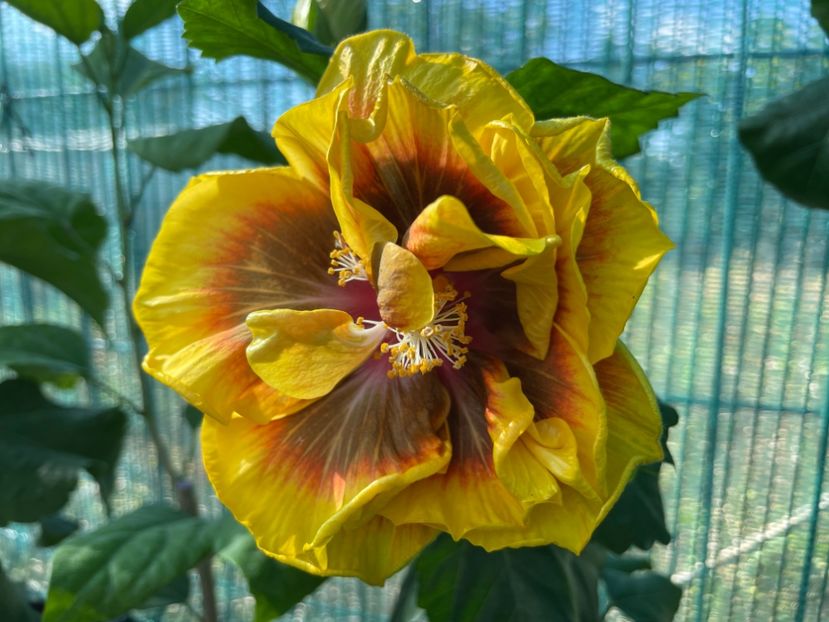  - Chi s garden Forest Rhapsody