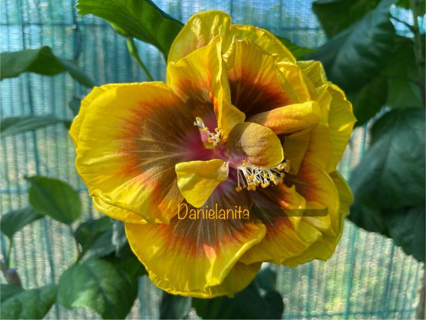  - Chi s garden Forest Rhapsody