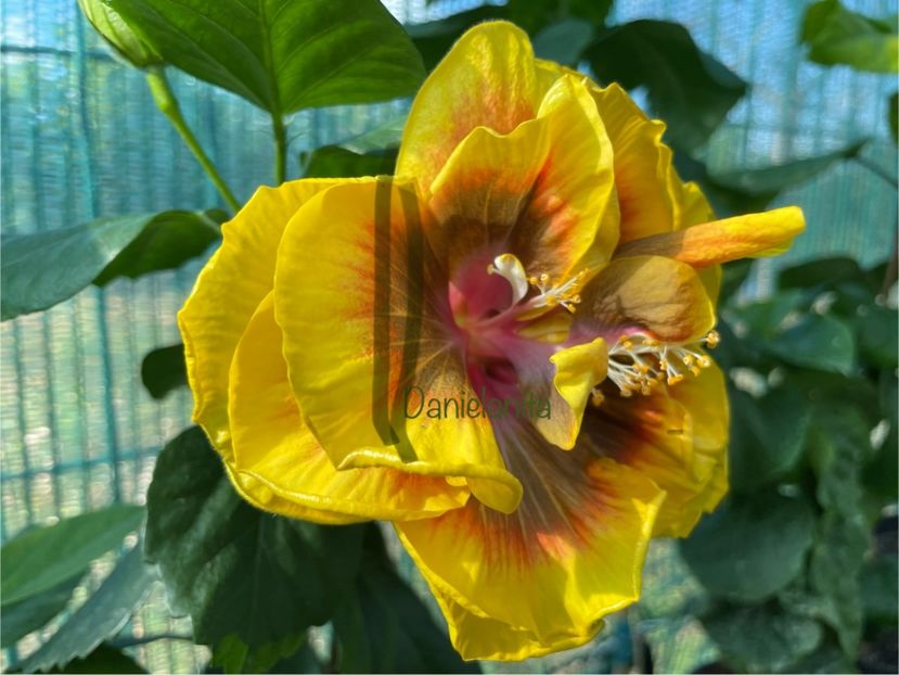  - Chi s garden Forest Rhapsody