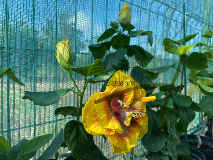  - Chi s garden Forest Rhapsody