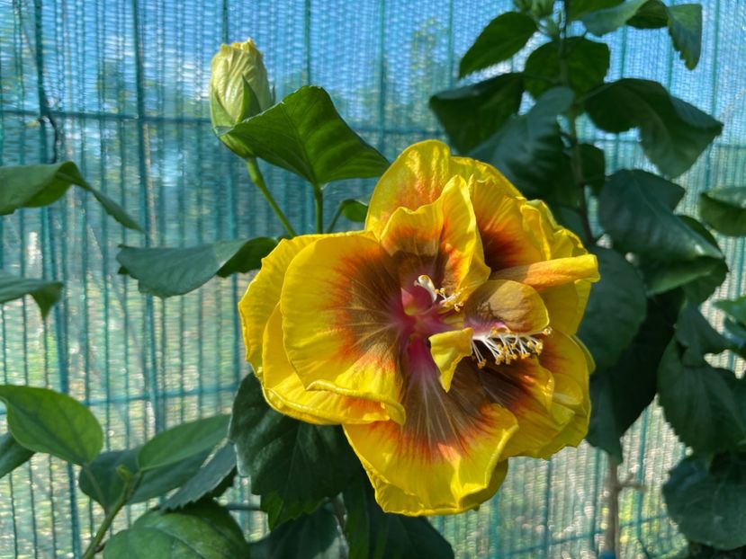  - Chi s garden Forest Rhapsody