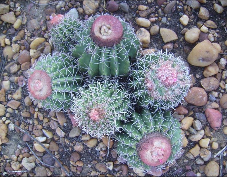  - Melocactus Zehntneri