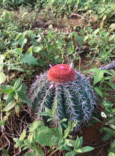  - Melocactus Zehntneri