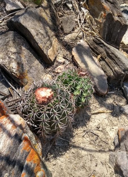  - Melocactus Zehntneri