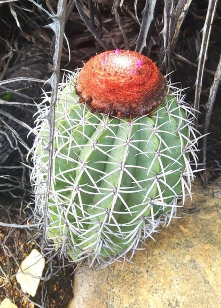  - Melocactus Zehntneri