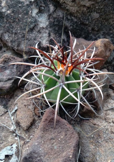  - Melocactus Zehntneri